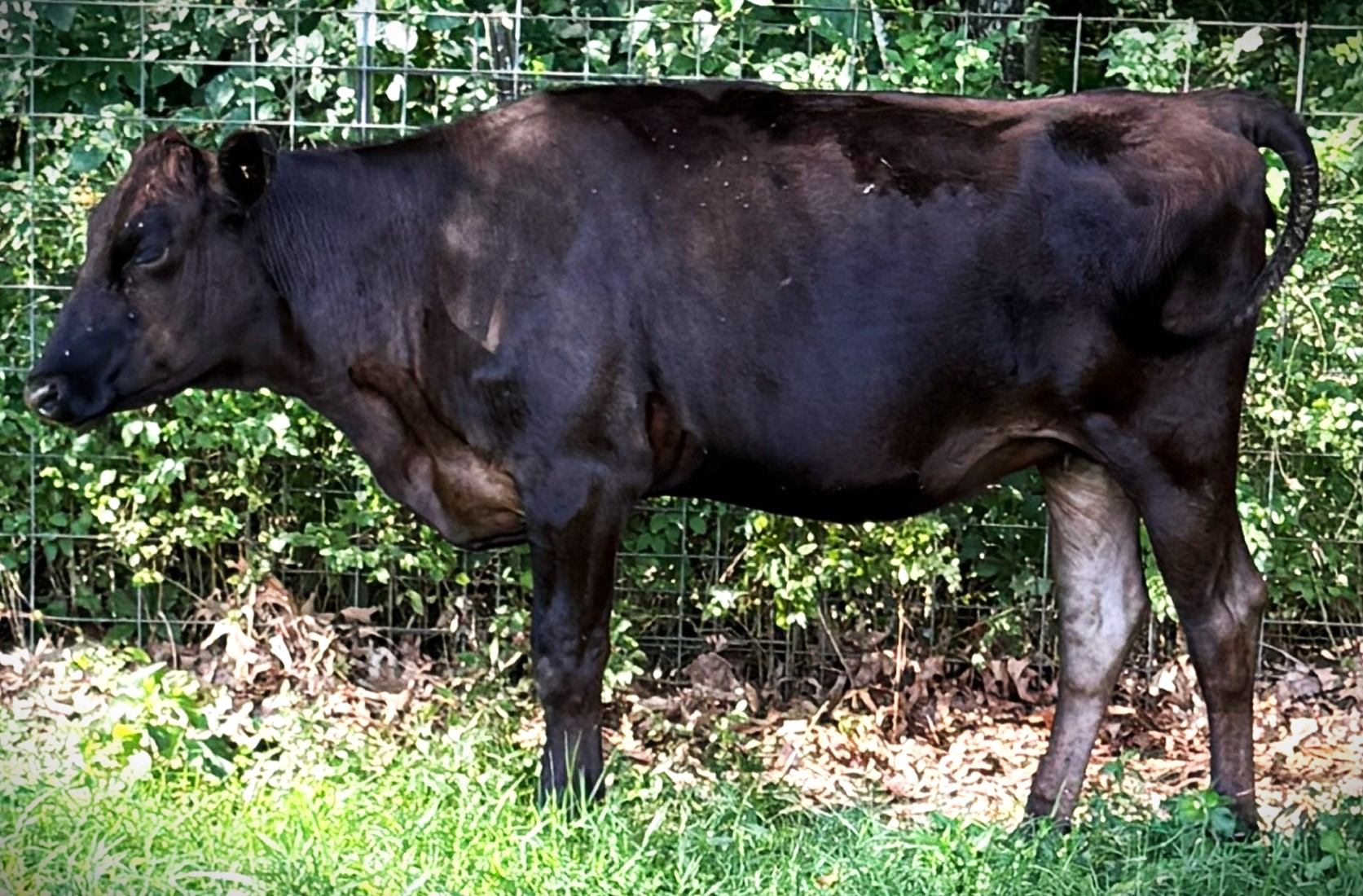 9 Registered Wagyu Heifers Available in Missouri